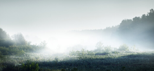 俄罗斯怎么可能有桉树