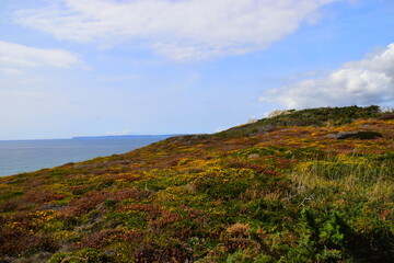 小驳骨有什么功效？