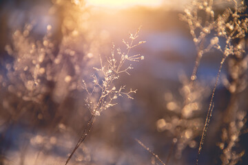 小驳骨有什么功效？