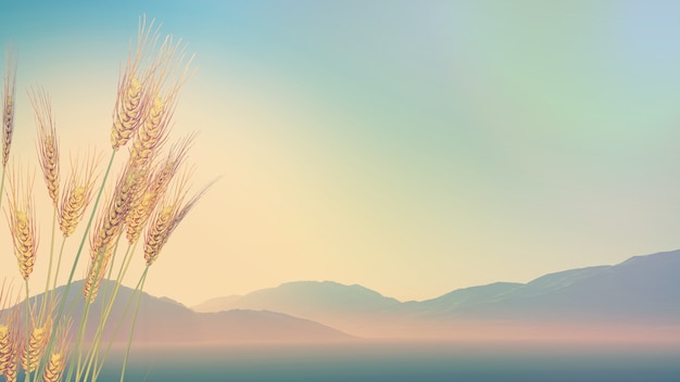 俄罗斯怎么可能有桉树