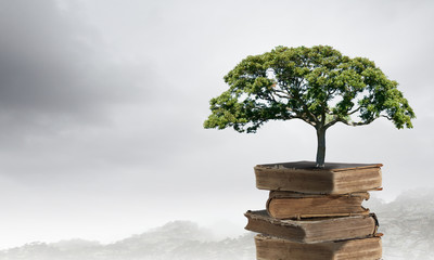 俄罗斯怎么可能有桉树