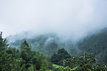 俄罗斯怎么可能有桉树